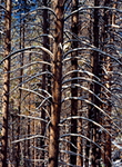 snow on branches